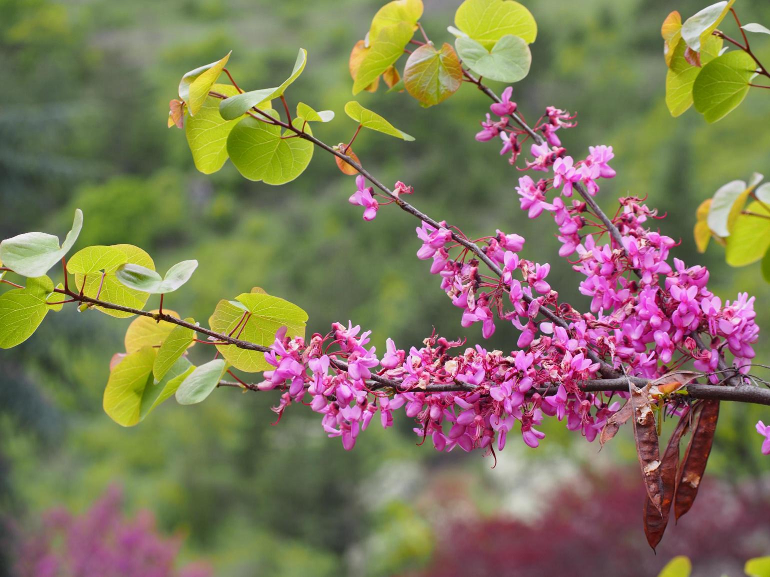 Judas Tree